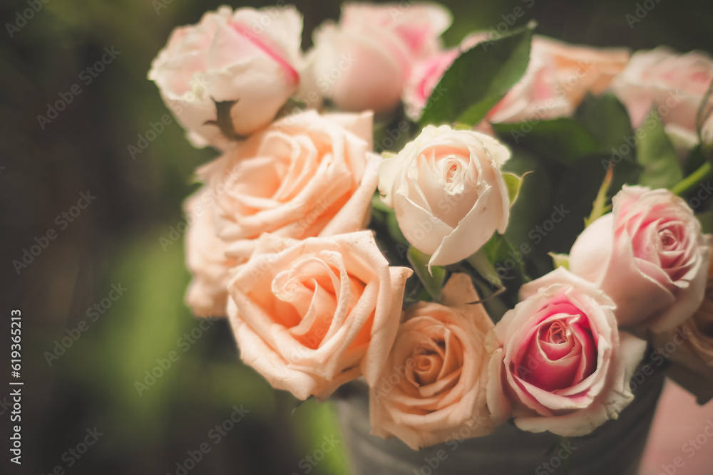 Garden of Tranquility: Pink Rose Blooms Creating a Serene Outdoor Oasis Garden of Tranquility: Pink Rose Blooms Creating a Serene Outdoor Oasis