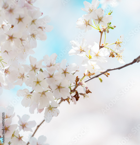 Beautiful cherry blossom sakura in spring time © joeycheung