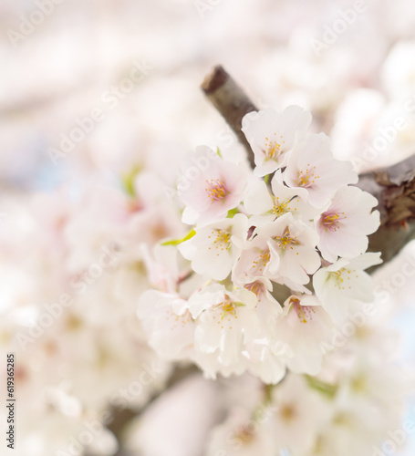 Beautiful cherry blossom sakura in spring time © joeycheung