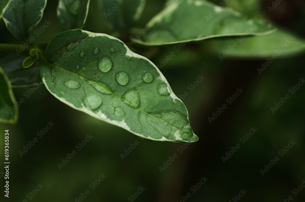 Water droplets on the leaves of a plant in the garden. Water droplets on the leaves of a plant in the garden.