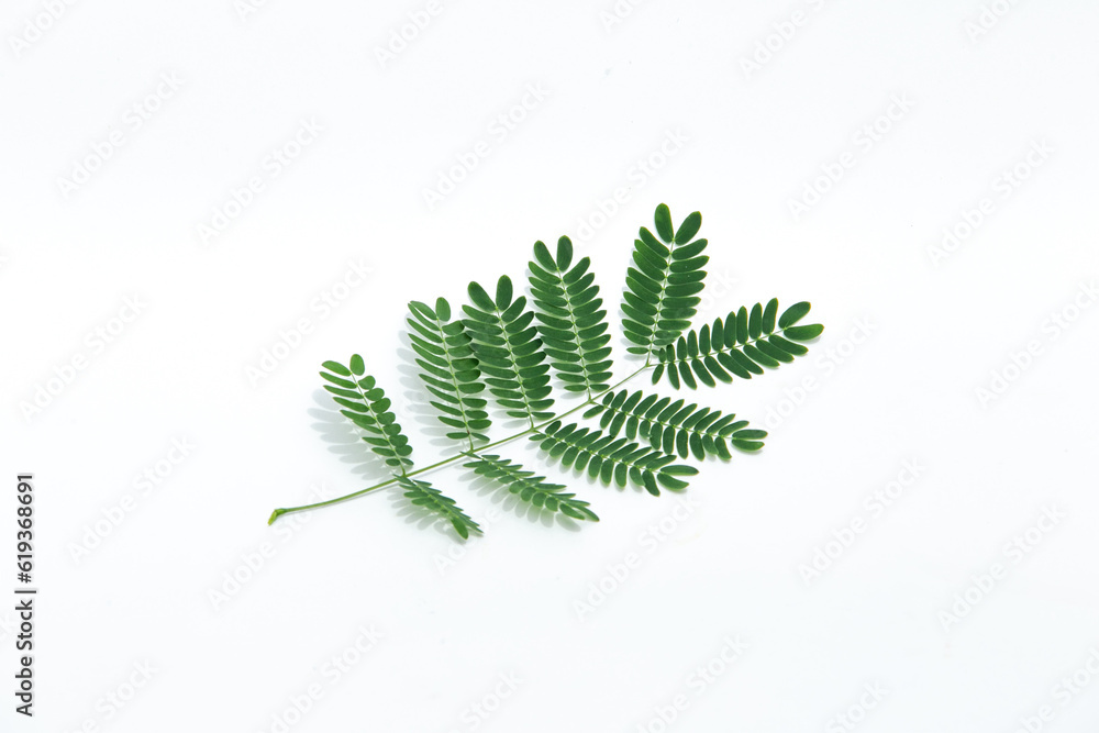 Green leaf on white background Green leaf on white background