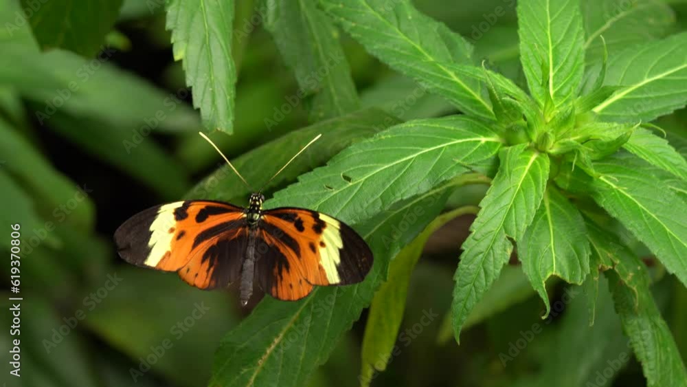 Buterfly from Costa Rica, Heliconius ismenius. Insect on flower bloom in the nature habitat. in Costa Rica. Wildlife nature. Tropic butterfly in the jungle forest. Close-up detail. Buterfly from Costa Rica, Heliconius ismenius. Insect on flower bloom in the nature habitat. in Costa Rica. Wildlife nature. Tropic butterfly in the jungle forest. Close-up detail.