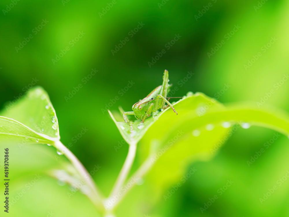 ヤブキリの幼虫 ヤブキリの幼虫