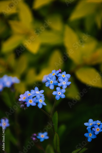 Myosotis arvensis. A blue flower. Forget-me-not
