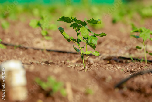 Indian farming cotton baby tree, small plant grow in farm photo