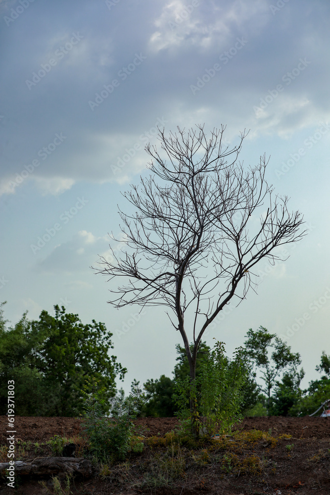 Obraz premium Indian farming cotton baby tree, small plant grow in farm