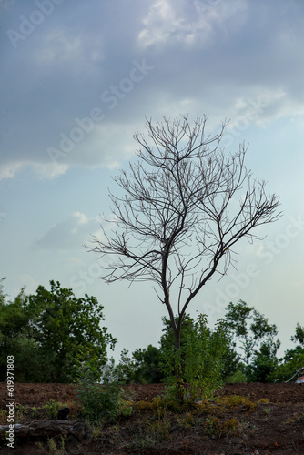 Indian farming cotton baby tree, small plant grow in farm