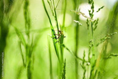 Lytta vesicatoria on a green meadow photo