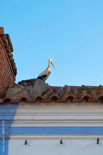 Stork in its nest in Silves Algarve photo
