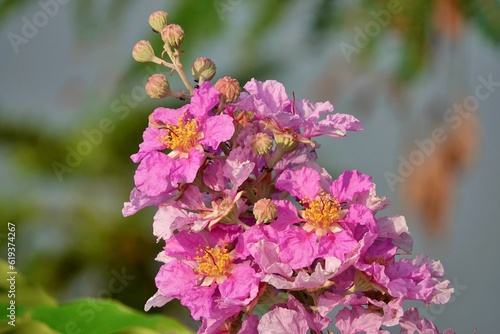Wallpaper Mural Closeup shot of Lagerstroemia speciosa, giant crepe-myrtle. Torontodigital.ca