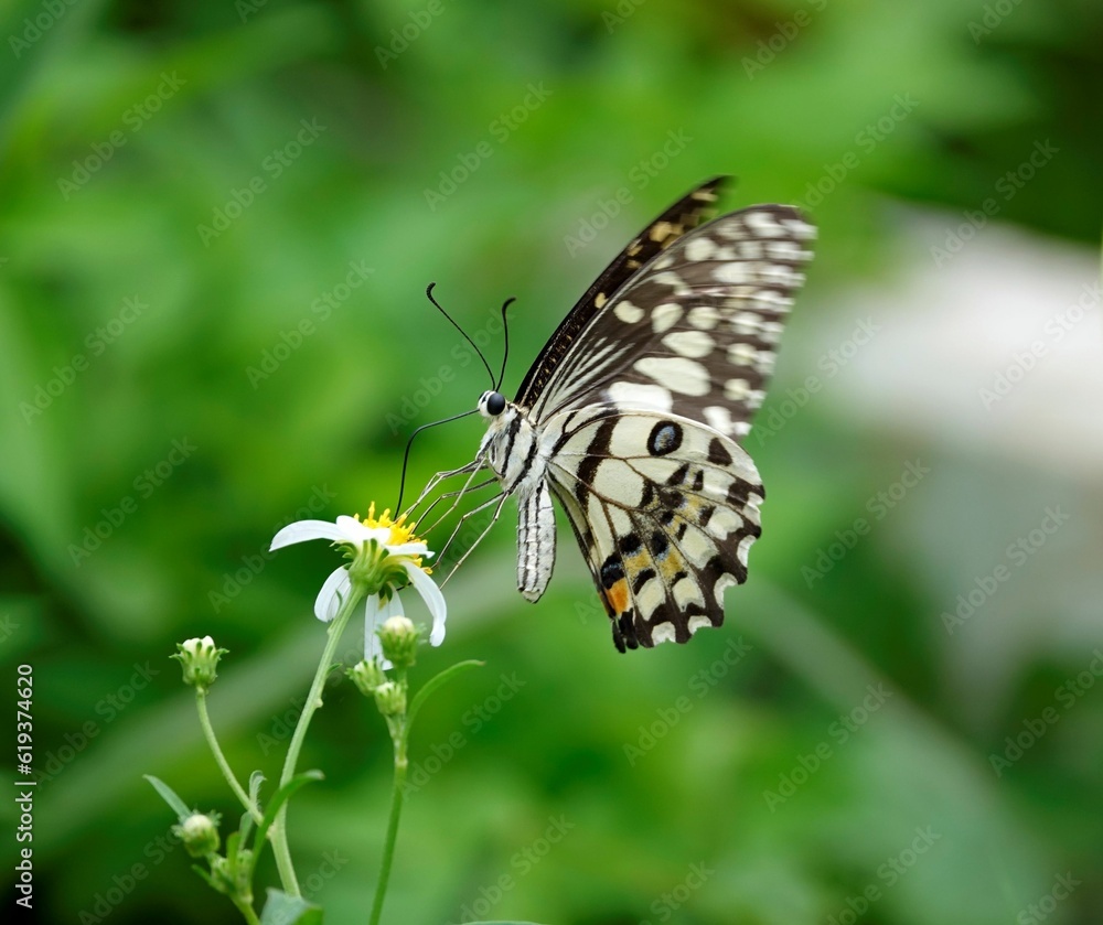 Closeup of a Papilio demoleus (Lime butterfly) perched on a flower Closeup of a Papilio demoleus (Lime butterfly) perched on a flower