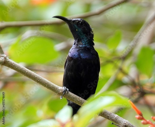 Male Palestine sunbird perched on a branch. Cinnyris osea. photo