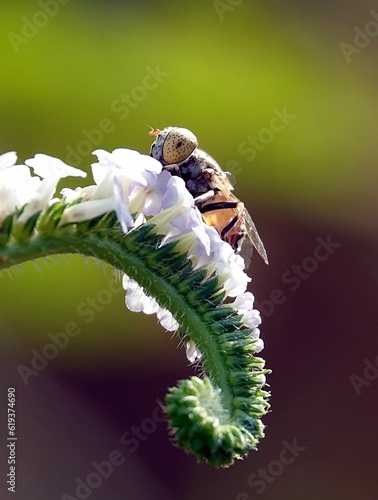 Tableau sur toile Macro shot of a fly perched on a leaf of a green plant, surrounded by a blurry g
