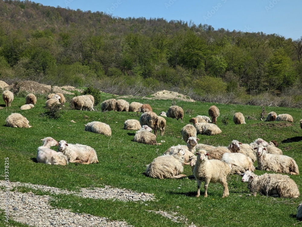Fototapeta premium Herd of sheep grazing in a green field with lush vegetation in the background. Georgia.