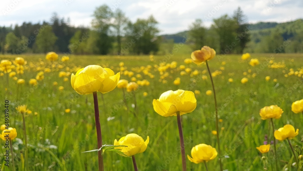 Vibrant field of yellow wildflowers illuminated in the sun, growing in the lush green meadow grass