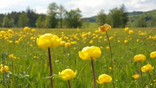 Vibrant field of yellow wildflowers illuminated in the sun, growing in the lush green meadow grass