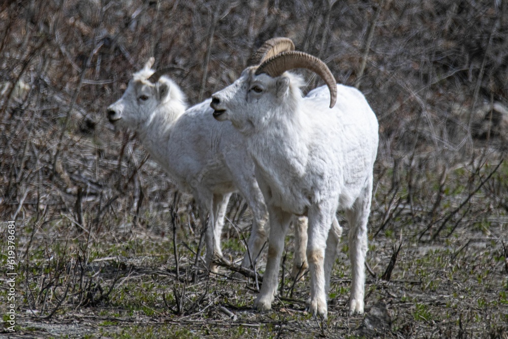 Fototapeta premium Thin-horned rams (Ovis dalli) on a lush, grassy hillside