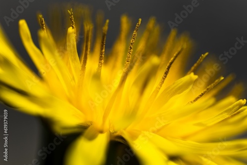 Close-up of a vibrant yellow dandelion with delicate petals and a fluffy seed head