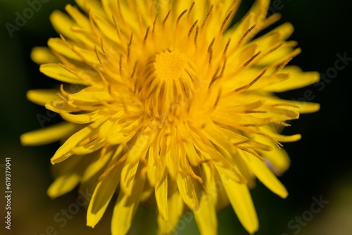Close-up of a vibrant yellow dandelion with delicate petals and a fluffy seed head