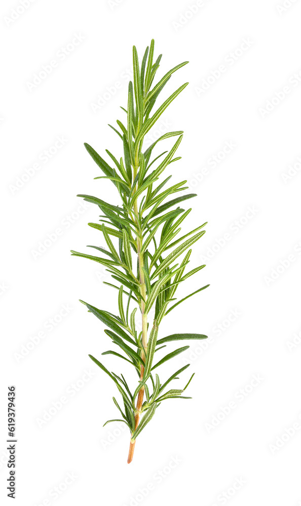 rosemary isolated on transparent png rosemary isolated on transparent png