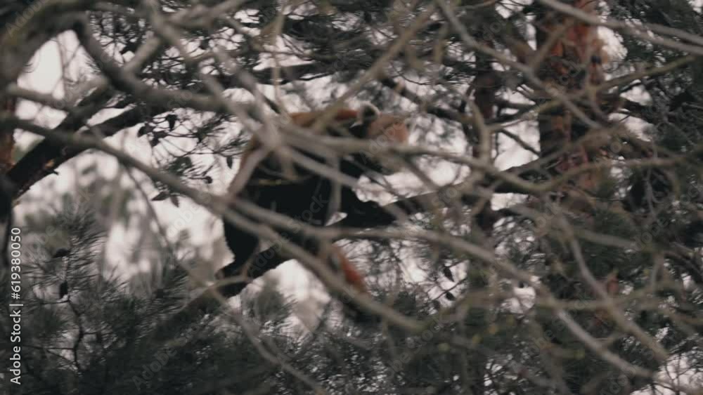 Slow motion of a beautiful red panda (Ailurus fulgens) climbing a tree in Kolmarden zoo Slow motion of a beautiful red panda (Ailurus fulgens) climbing a tree in Kolmarden zoo