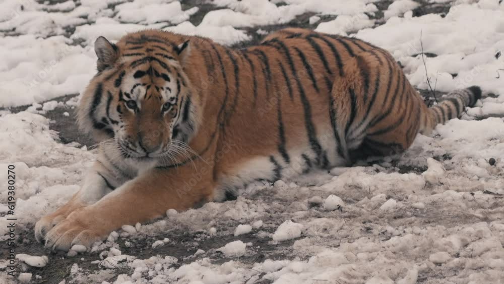 Slow motion of a Siberian Tiger (Panthera tigris altaica) resting in snow at the Kolmarden zoo Slow motion of a Siberian Tiger (Panthera tigris altaica) resting in snow at the Kolmarden zoo