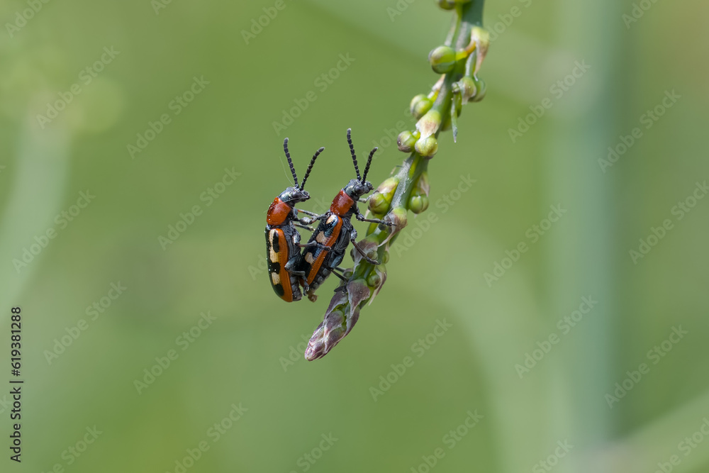 Spargelhähnchen bei der Paarung