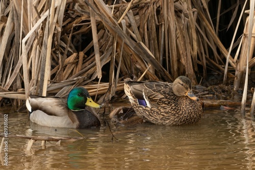 Pair of mallard ducks swimming on a lake near a darm