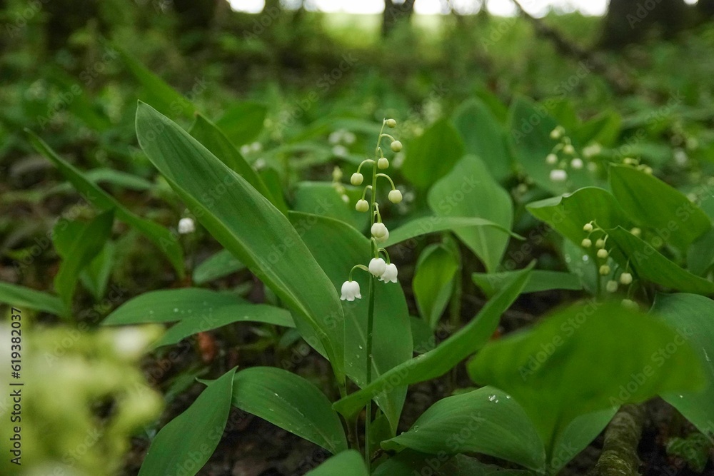 Array of small white Common Lily of the Valley (Convallaria majalis) flowers blooming Array of small white Common Lily of the Valley (Convallaria majalis) flowers blooming