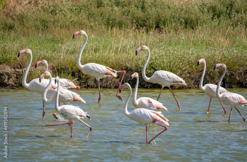 Italy Tuscany Maremma Castiglione della Pescaia, natural reserve of Diaccia Botrona flamingos and other aquatic migratory birds