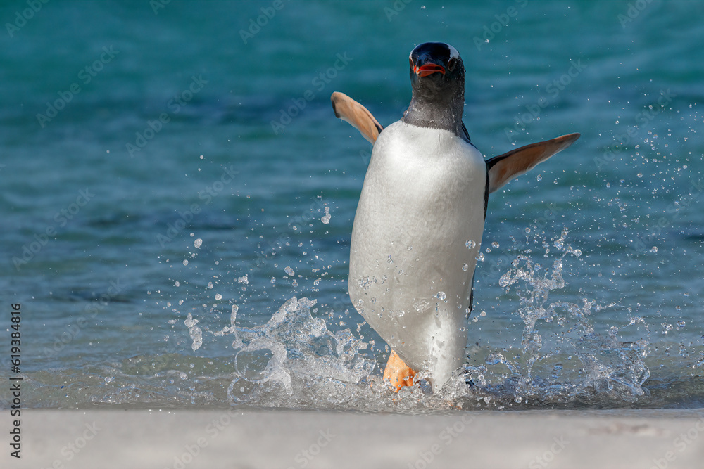 Obraz premium Gentoo Penguin walking along a sandy beach