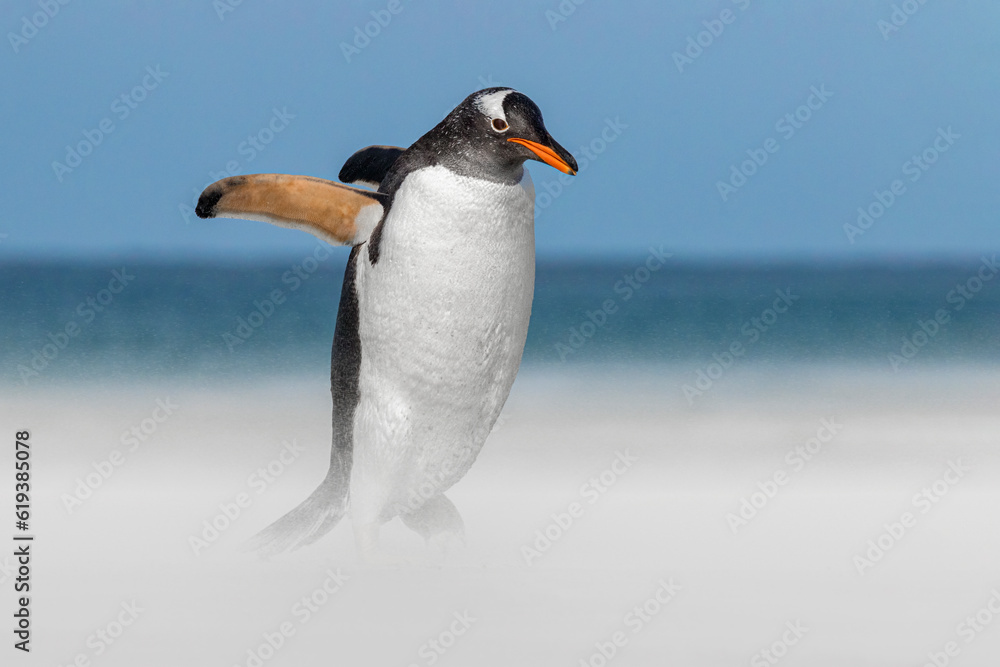 Naklejka premium Gentoo Penguin walking along a windswept sandy beach