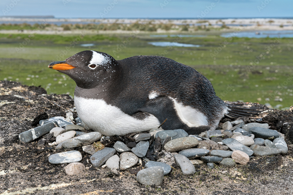Fototapeta premium Gentoo penguin siting on nest in the rocks