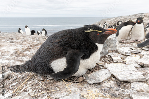 Rockhopper Penguin siting on nest