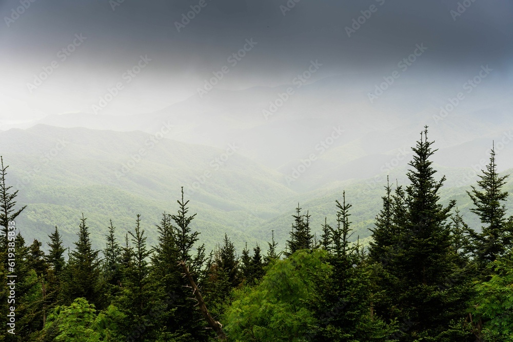 Fototapeta premium Scenic view of a pine forest in a mountain range on a foggy day