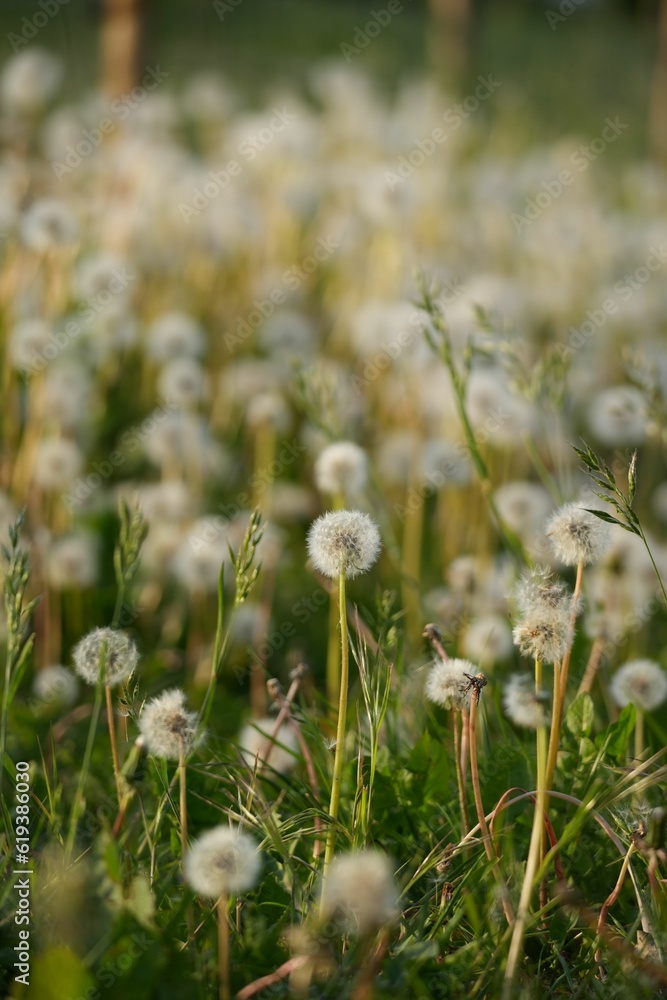 Lush green meadow dotted with delicate dandelions, providing a beautiful natural landscape