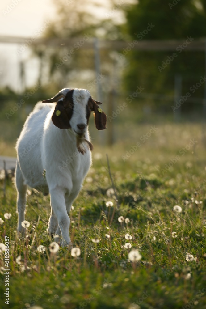 Boer goat walking in a green grassy field Boer goat walking in a green grassy field