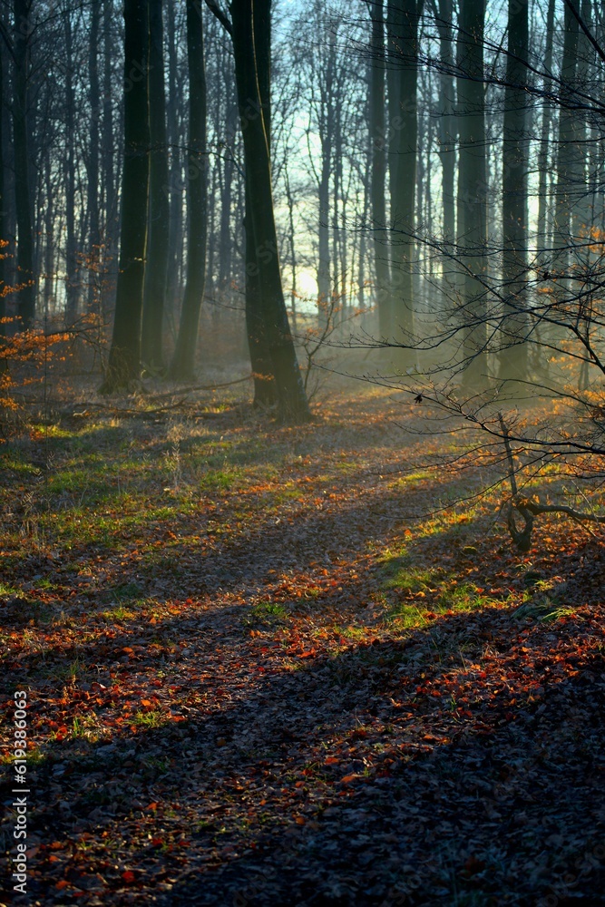 vertical shot of a picturesque scene of a leaf-strewn path illuminated by the sun's rays