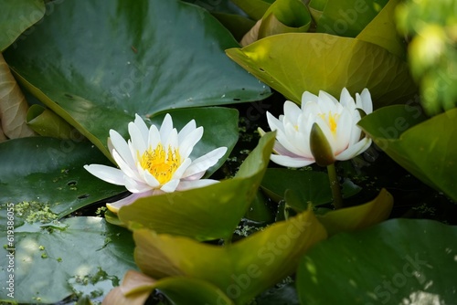 Tableau sur toile Closeup of  white blooming Pygmy water-lily on vibrant green foliage gently floa