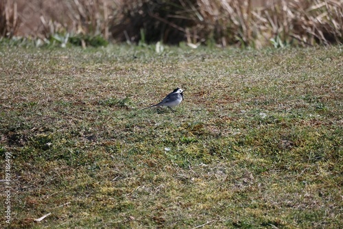 Small Wagtail (Motacilla) perched on a lush, green meadow