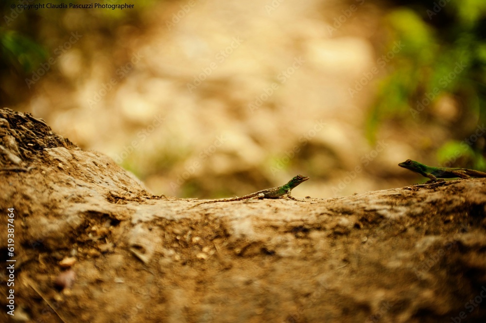 Small green lizard perched upon a tree branch in a natural outdoor setting Small green lizard perched upon a tree branch in a natural outdoor setting