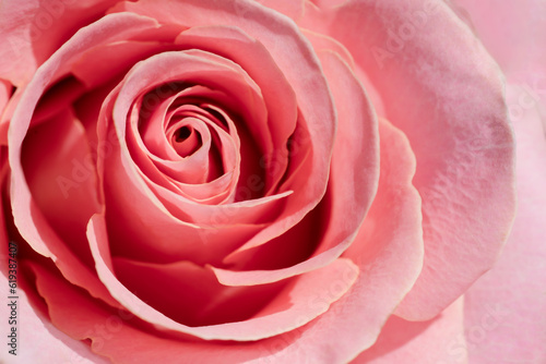 Macro fresh pink rose photo. Bright petals flower background closeup