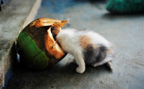 Adorable kitten playfully chews on a coconut shell on the floor