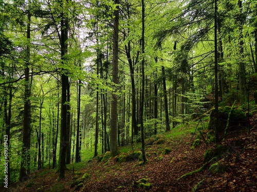 Fototapeta Naklejka Na Ścianę i Meble -  Scenic hiking trail winding through a lush green forest, carpeted with vibrant mossy foliage