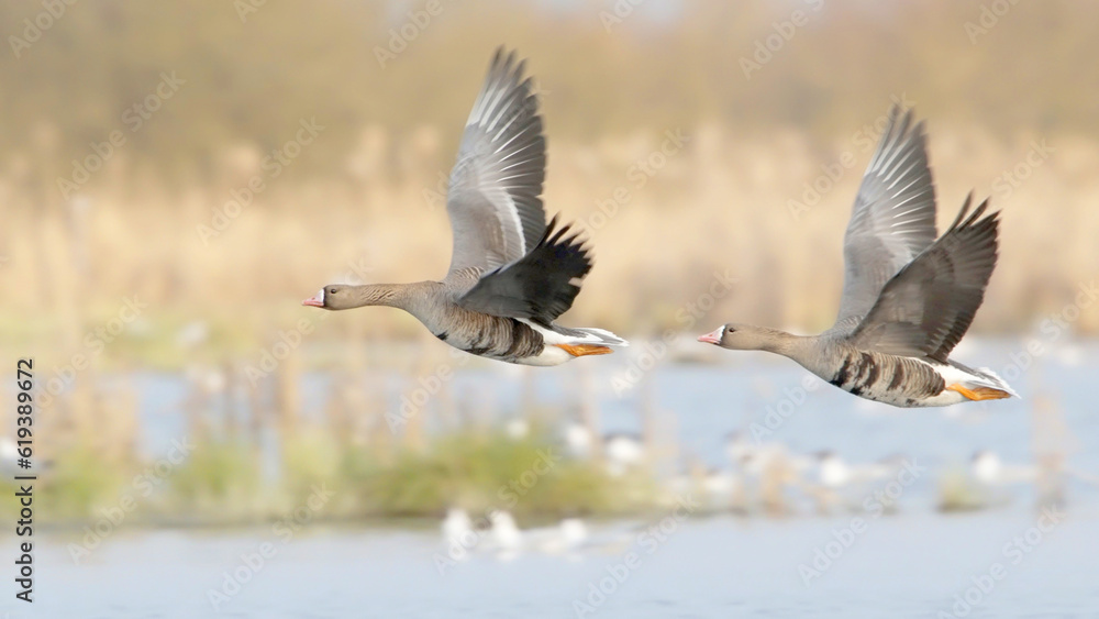 Couple of birds flying over spring lake, greater white fronted goose in flight, Anser albifrons Couple of birds flying over spring lake, greater white fronted goose in flight, Anser albifrons