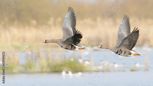 Couple of birds flying over spring lake, greater white fronted goose in flight, Anser albifrons 