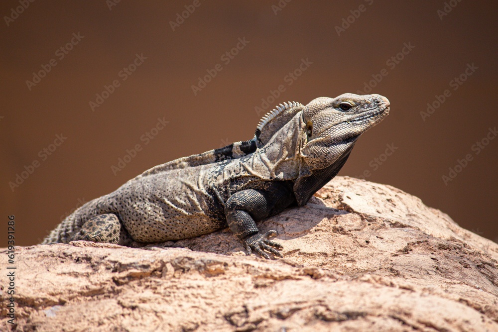 Obraz premium Closeup shot of an iguana on a rock