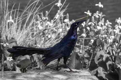 Grayscale shot of a great-tailed grackle bird stands on a stone in the park on a sunny day photo