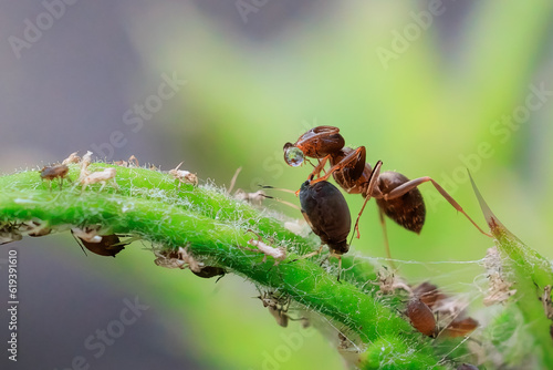 Ameise beim melken der Blattlaus