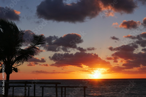 sunset on beach with palm tree and flying seagull in front of clouds